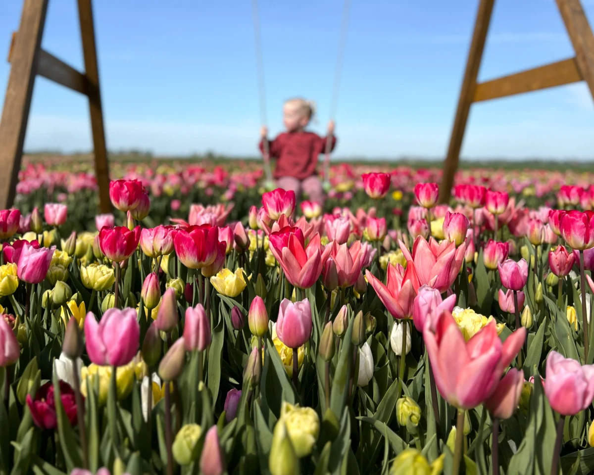 Meisje op een schommel in tulpenveld bij Plukgeluk Groningen