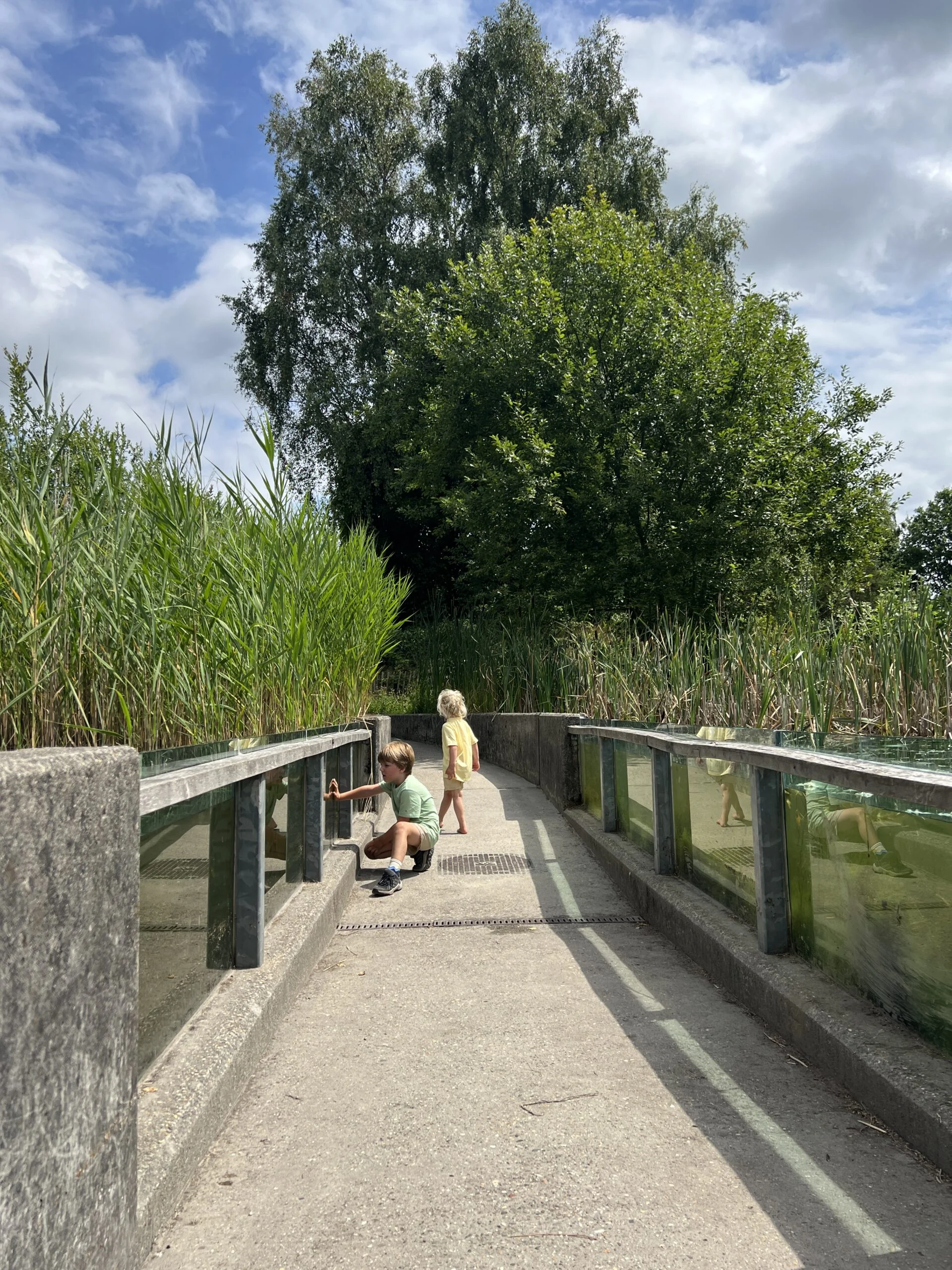Kinderen zoeken vanaf de kant in het water naar beestjes bij het Bezoekerscentrum Dwingelderveld in Drenthe