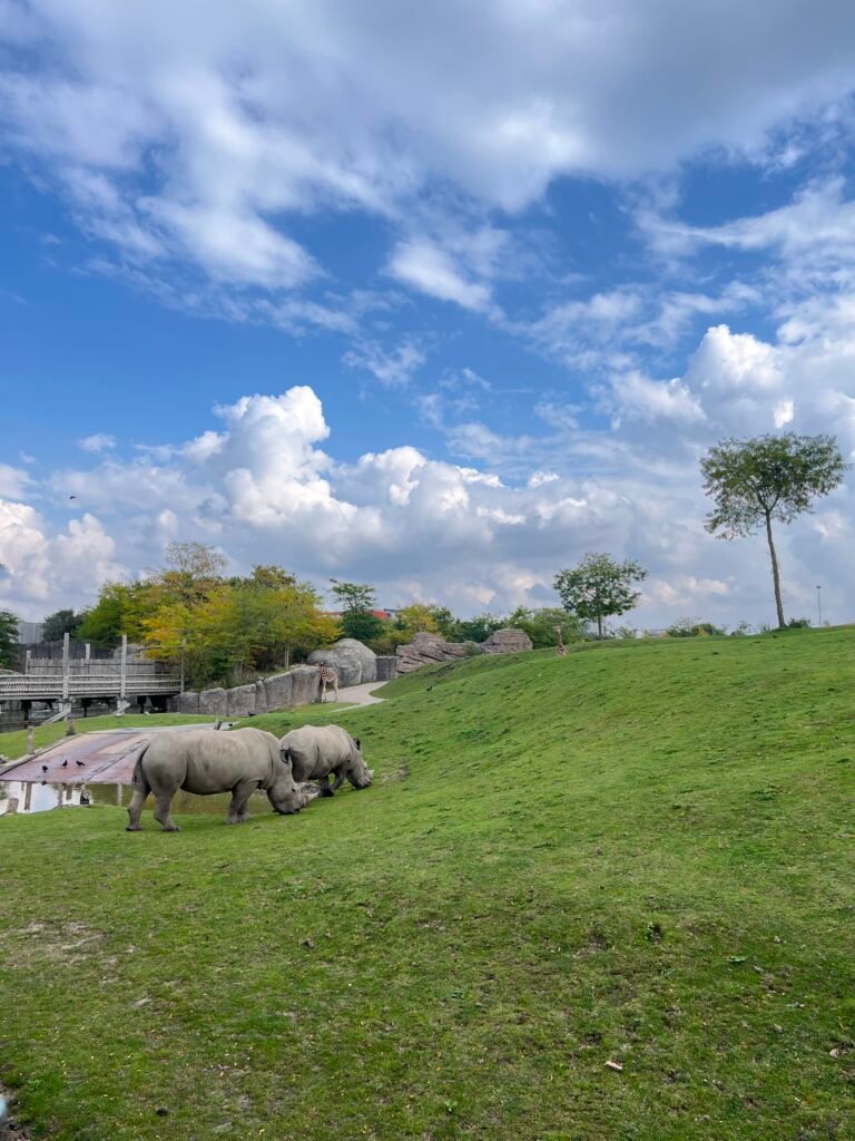 Neushoorns lopen over de savanne in Serenga