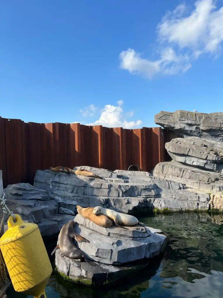 Zeeleeuwen in Wildlands Adventure Zoo Emmen