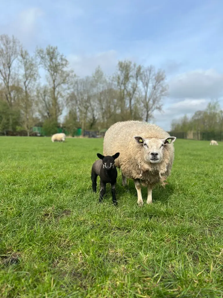 Schaap met lammetje in de wei op Texel in het voorjaar