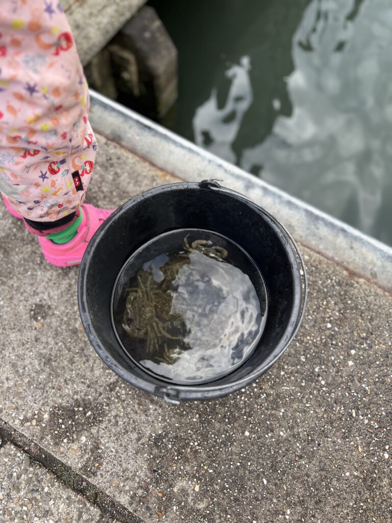 Emmer vol gevangen krabbetjes op de kade van de haven van Oudeschild op Texel