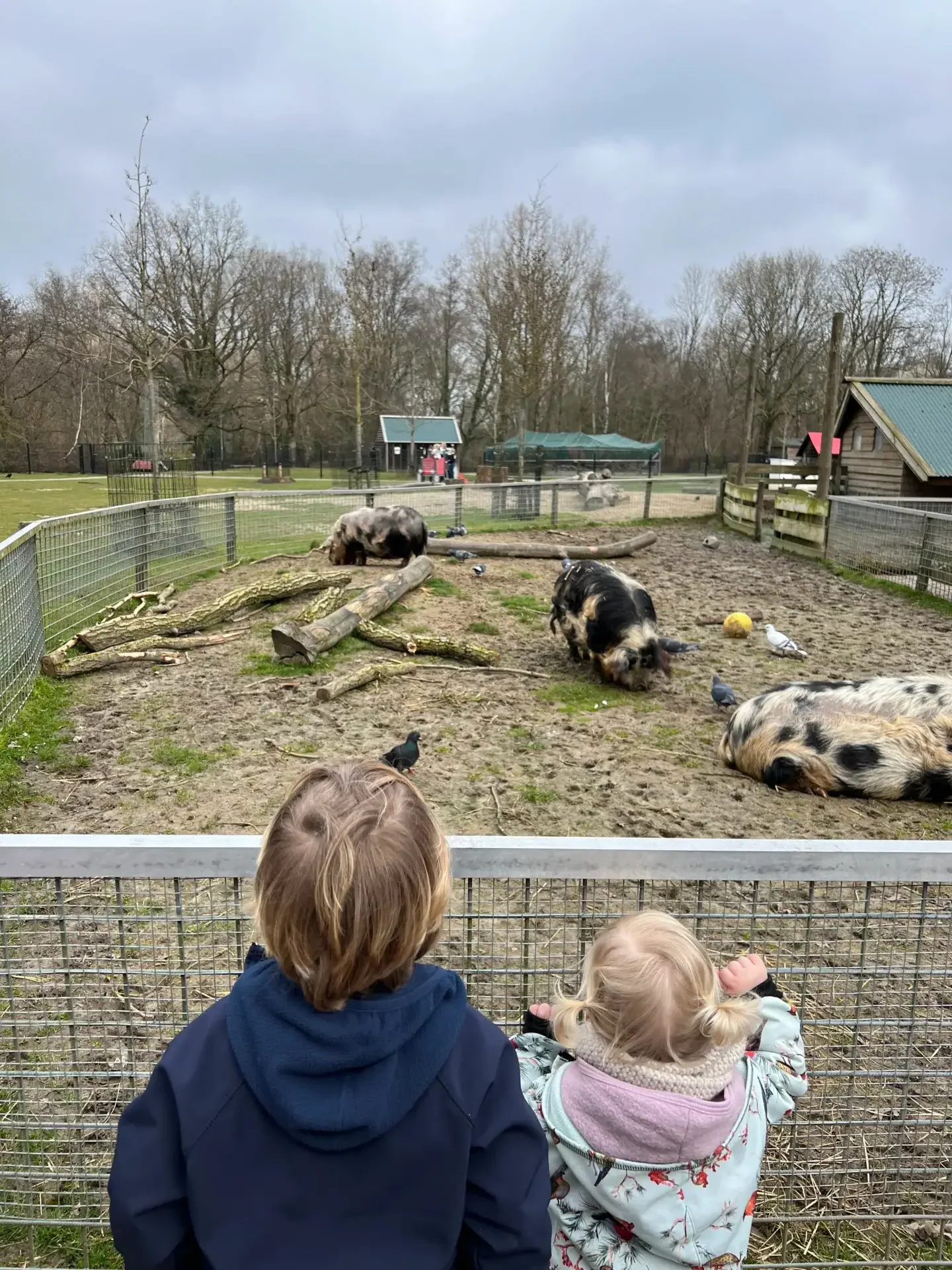 Kinderen kijken naar de varkens bij Kinderboerderij Stadspark in Groningen