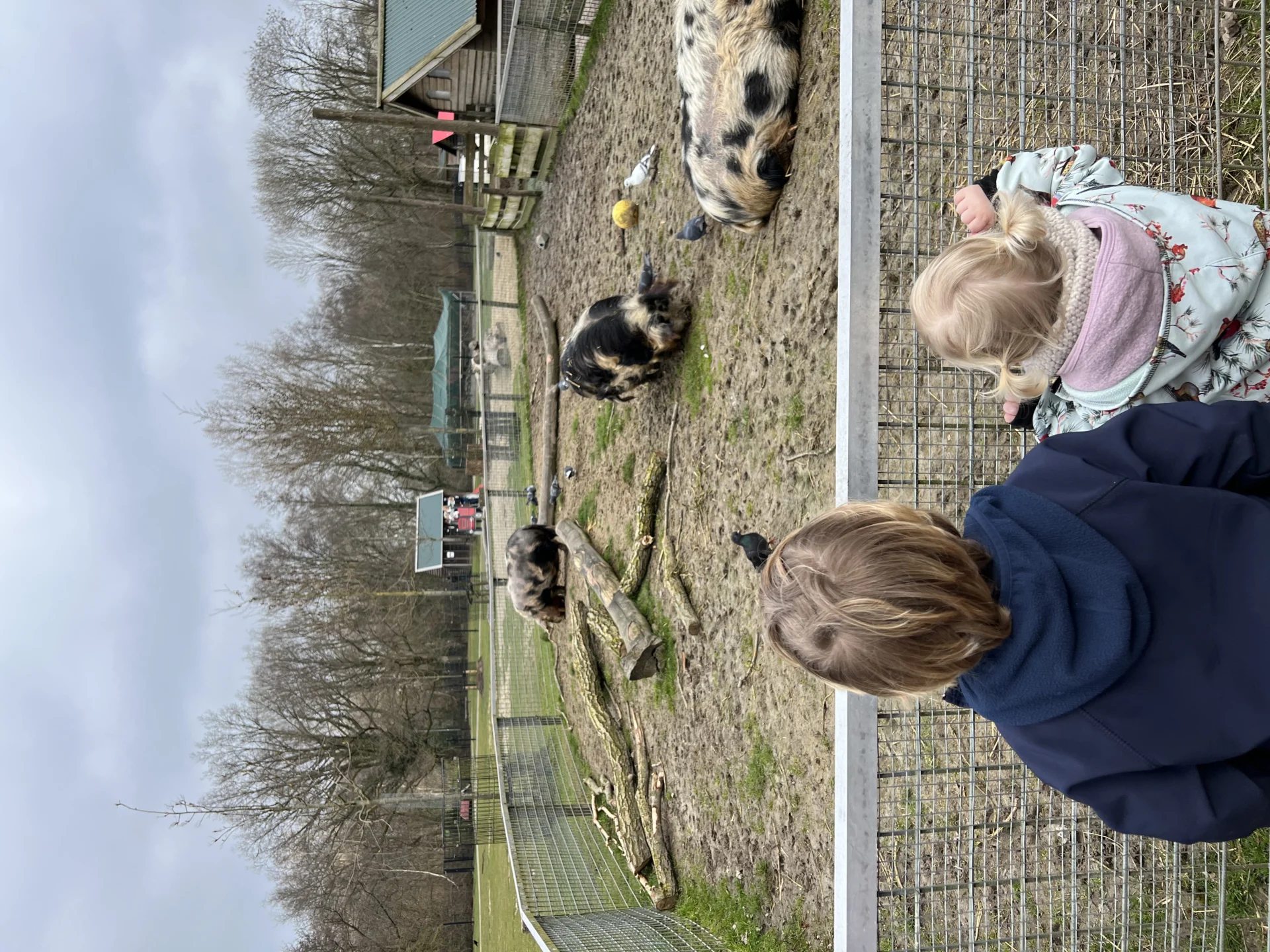 Kinderen kijken naar de varkens bij Kinderboerderij Stadspark in Groningen