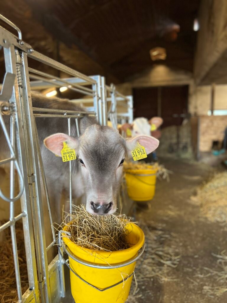 Bruine bergkoe uit Beieren in een stal in de Allgäu in Zuid-Duitsland