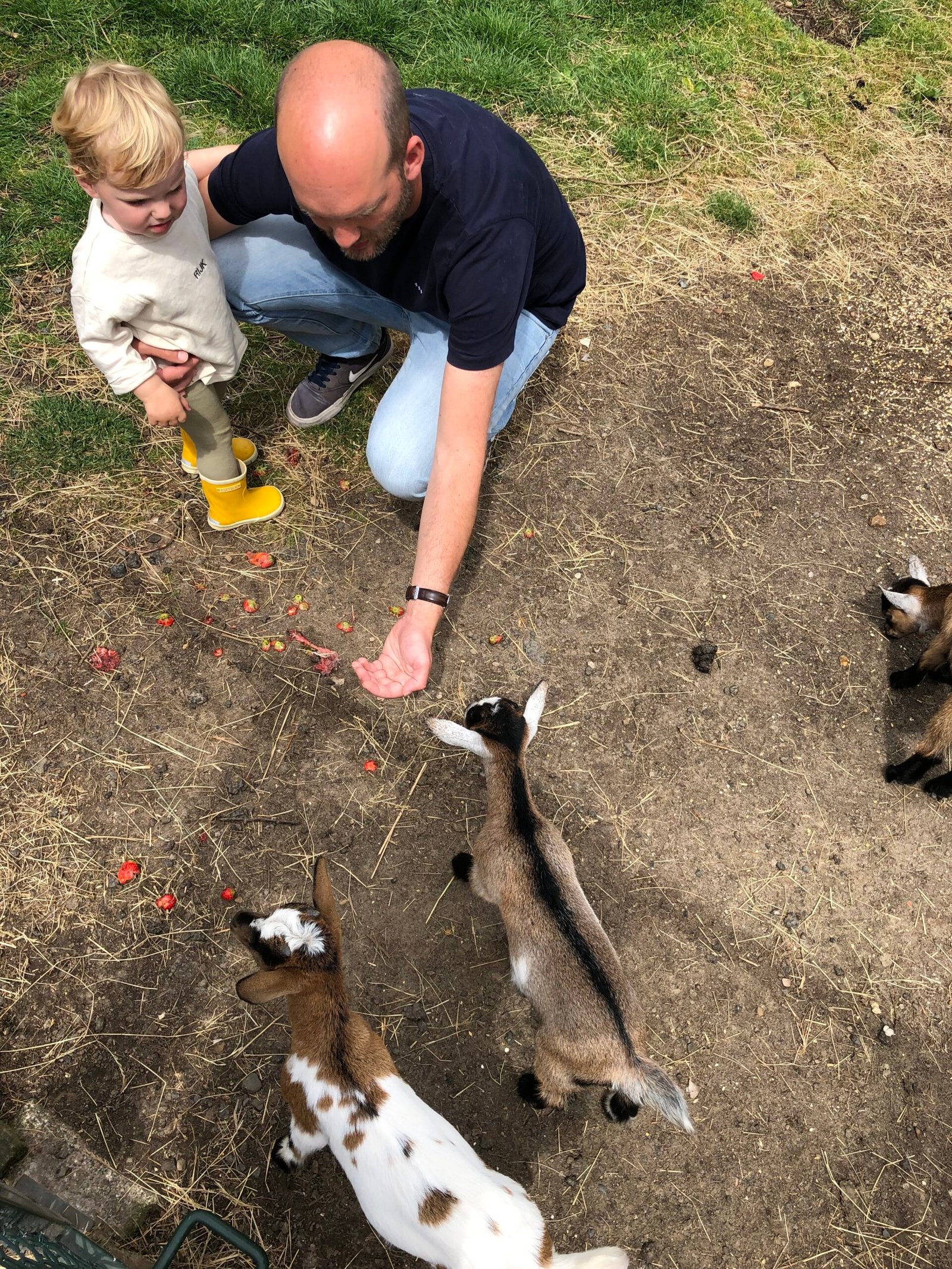 Dierenweide van Minicamping Landgoed Tolhek in Drenthe