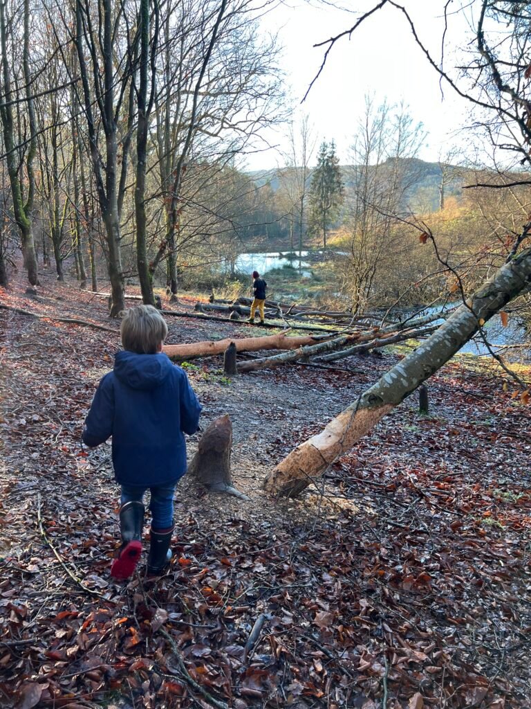 Kind bij een door bevers omgeknaagde boom in de Ardennen