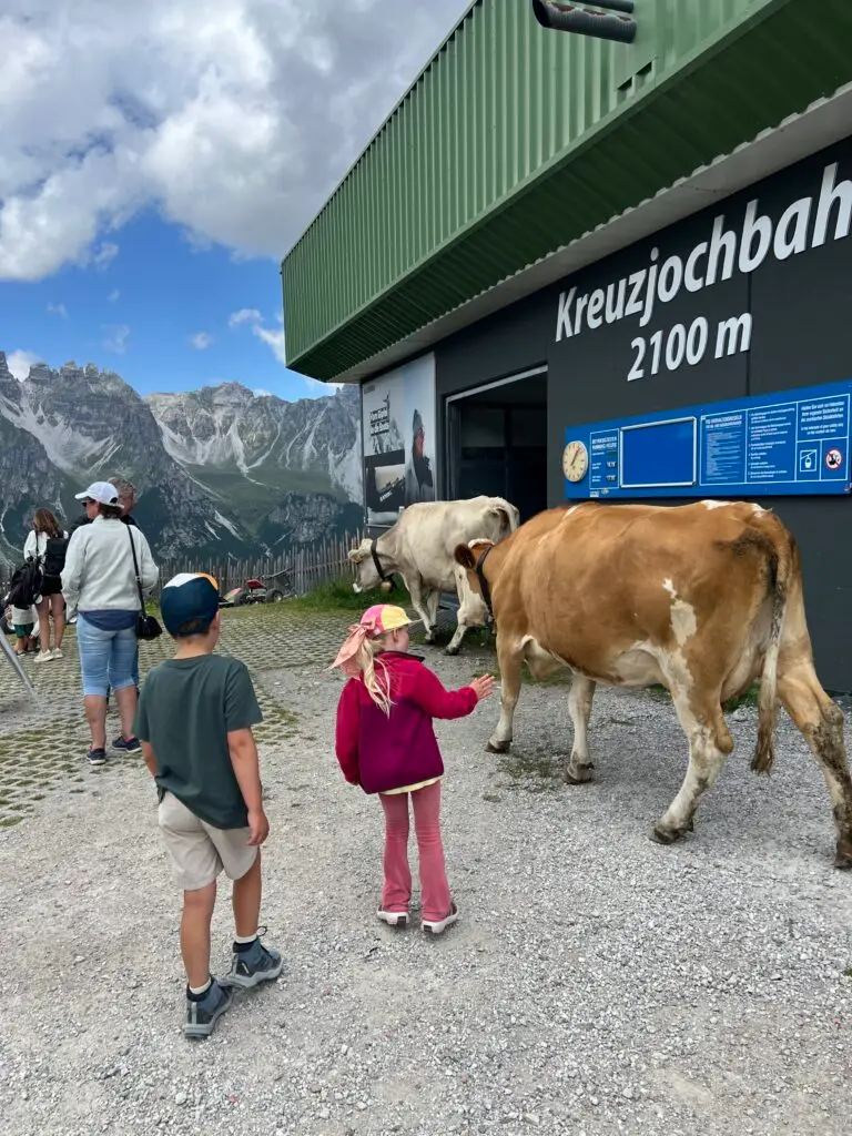 Kinderen bij bergstation Kreuzjoch Schlick 2000 met loslopende koeien