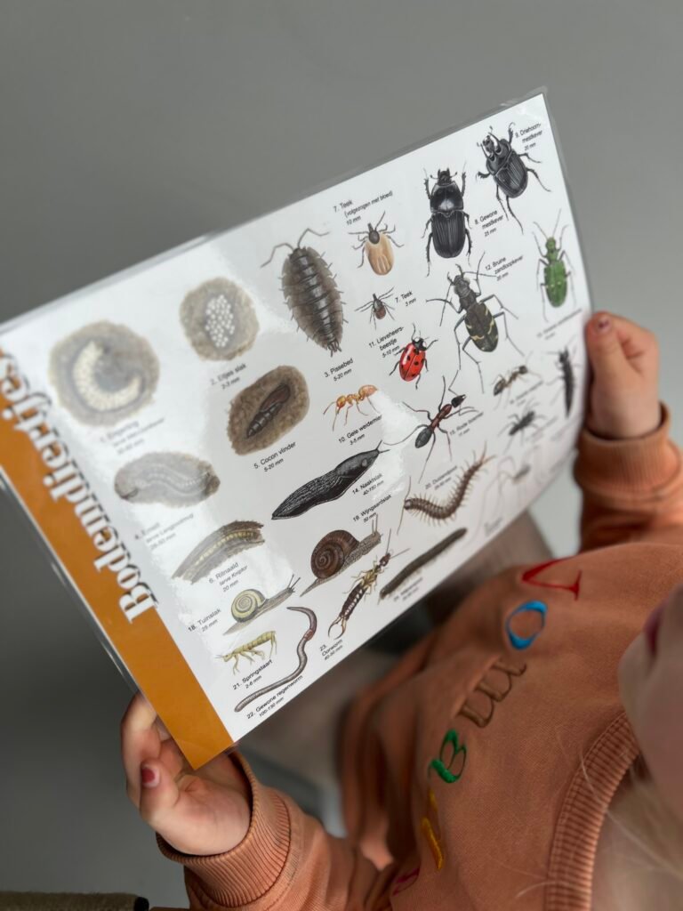 Natuur zoekplaten met schelpen om te speuren op het strand met kinderen