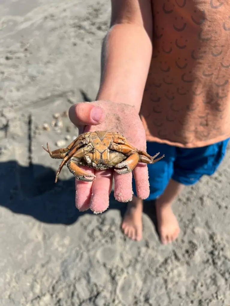 Kind met krab gevonden op strand Schiermonnikoog